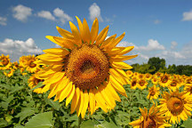 Obrazy slnečníc, slnečnica sunflowers